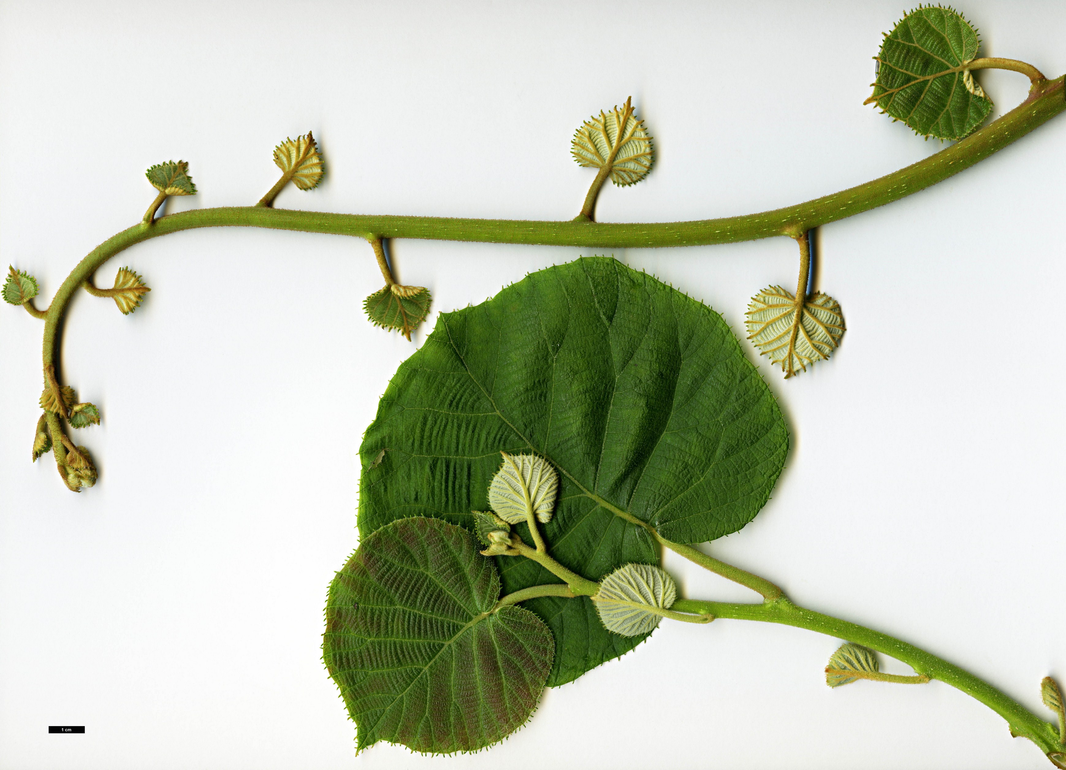 High resolution image: Family: Actinidiaceae - Genus: Actinidia - Taxon: chinensis